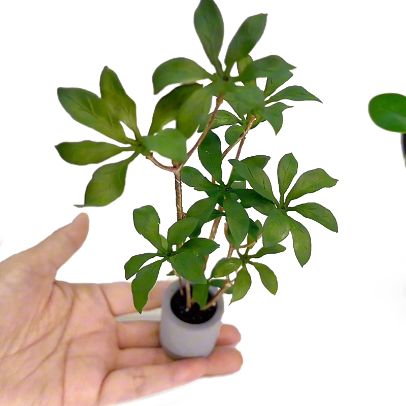 Plantes miniatures en pot pour - Bonsai Garden Accessories avis et prix