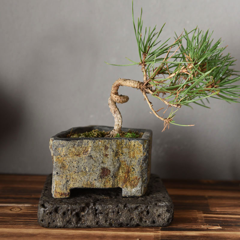 Pot de fleurs en pierre nature - Bonsai Garden Indoor avis et prix